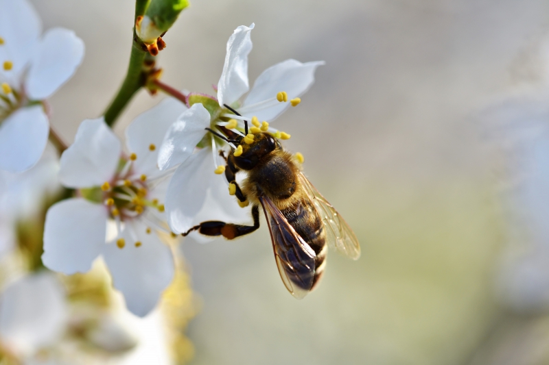 jardinerie-FOX AMPHOUX-min_bee-4092986